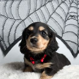 Hershey (Red Collar) - Black and cream male Dachshund puppy in Redding, California from Jean & Mae Doxies