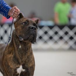 Pebbles - Cane Corso