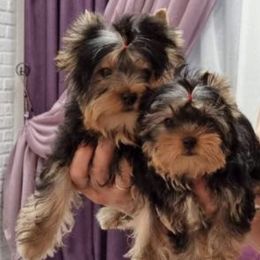 Mal-Shis, Pomeranians, Shih Tzus, and Yorkshire Terriers from Gibbs Gorgeous Paws LLC