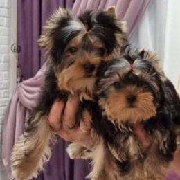 Mal-Shis, Pomeranians, Shih Tzus, and Yorkshire Terriers from Gibbs Gorgeous Paws LLC