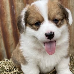 Boy 2 - Pembroke Welsh Corgi puppy in Payson, Utah from The Hoppers Back 40