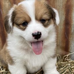 Boy 2 - Pembroke Welsh Corgi puppy in Payson, Utah from The Hoppers Back 40