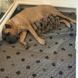 Girl 2 - Fawn female Cane Corso puppy in Briggs, Texas from Capital City Corso’s
