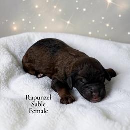 Rapunzel - Sable female Poodle puppy in Ellenburg Center, New York from Kristin's Puppies