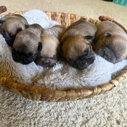 Deep Red - Fawn male French Bulldog puppy in Billings, Montana from Yellowstone Frenchies