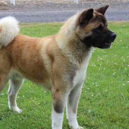 Sting  - Akita