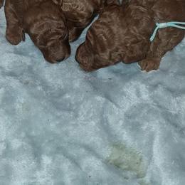 Roxie's babies - Red  female Poodle puppy in Campbell, Texas from Angelbabies Toy Poodles