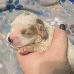 Blenheim Girl - Blenheim female Cavapoo puppy in San Diego, California from WW Cavapoos