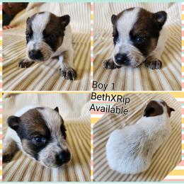 Boy 1 - Red mottled male Australian Cattle Dog puppy in Bradford, Arkansas from Cedar Rock Heelers and Kelpies