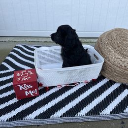 "Jasmine" Goldendoodle Puppies from Sweetgrass Goldendoodles of Moncks Corner