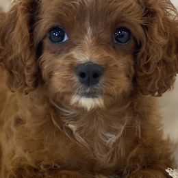 Cavapoos and Poodles from Heavn Sent Acres