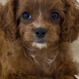 Cavapoos and Poodles from Heavn Sent Acres