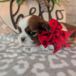 Harvey - Red and white male Shih Tzu puppy in West Pawlet, Vermont from Morgan's Shih Tzus
