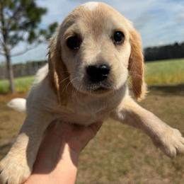 Lemon Roan Boy - Lemon roan male English Cocker Spaniel puppy in Millen, Georgia from Pine Hill Kennels