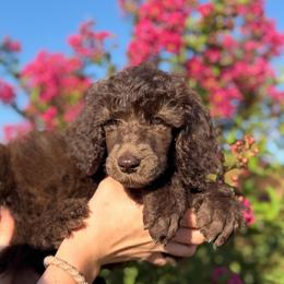 Iris - Brown female Poodle puppy in Midwest City, Oklahoma from Strawberry Hill Puppy Patch