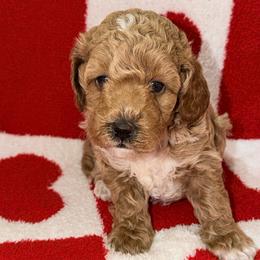 Beast - Red  male Goldendoodle puppy in Beecher, Illinois from Erica’s Doodles