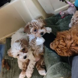 Maltipoo Puppies from Junes Maltipoos