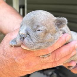 Sully - Blue male French Bulldog puppy in Franklin, Pennsylvania from Falco’s Frenchies