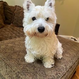 West Highland White Terrier All Grown Up from Kilmartin Westies