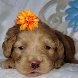 Bee - Red  female Goldendoodle puppy in Beecher, Illinois from Erica’s Doodles