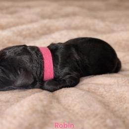 Robin - Black female Bernedoodle puppy in Bennett, Colorado from Darling Paws Bernedoodles, LLC