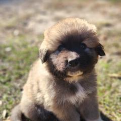 Colorado Mountain Dog Puppies from Victory Family Farm