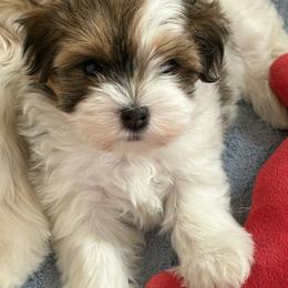 Girl 1 - Chocolate female Havanese puppy in Melba, Idaho from Lawson Havanese