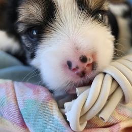 Biewer Terrier and Yorkshire Terrier Puppies from 1.StarDreamPups