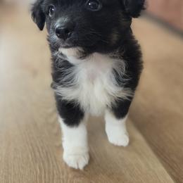 Kermit - Black tri male Miniature Australian Shepherd puppy in Bethel Springs, Tennessee from Debbie Young