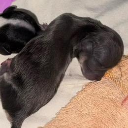 Girl 3 - Blue and white female Chihuahua puppy in Brooklyn, Connecticut from Ladybug Chihuahuas