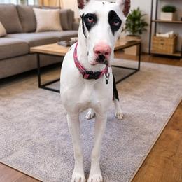 Hannah Blue eyes - Harlequin female Great Dane puppy in Golconda, Illinois from Breken Great Danes