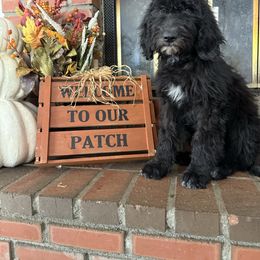 Ralphi - Black and white male Old English Sheepdog puppy in Acton, California from Fab OES