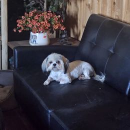 Ellabell - Shih Tzu