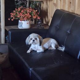 Ellabell - Shih Tzu