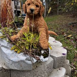 Goldendoodle Puppies from Dani’s Doodles