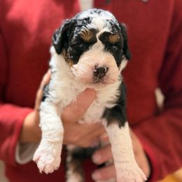 Jade - Tri-color female Bernedoodle puppy in Warrensburg, Missouri from Dreamer Ridge Puppies