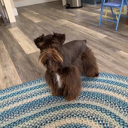 Fancy - Miniature Schnauzer