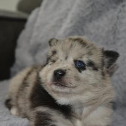 Pomsky Puppies from Pomskies of Vermont