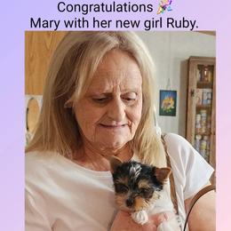Biewer Terrier and Yorkshire Terrier Puppies from Southeast Biewers
