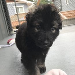 Shiloh Shepherd Puppies from Solace Shilohs