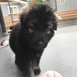 Shiloh Shepherd Puppies from Solace Shilohs