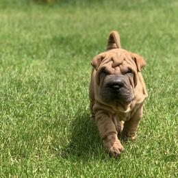 Chinese Shar-Pei and Pumi Puppies from Nixie Kennels
