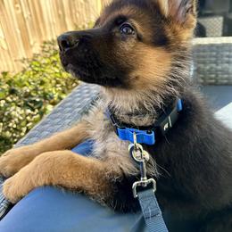 German Shepherd Puppies from Ewig Krieger Kennels