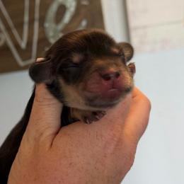 Girl 4 - Black and cream female Dachshund puppy in Stamford, Texas from West Texas Miniature Dachshunds