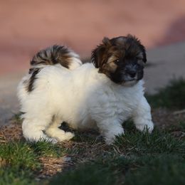 Oopsie Girl 1 - White and tan female Russell Terrier puppy in Middletown, Virginia from DBF Russell Terriers