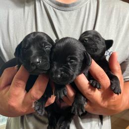 Boy 3 - Black male Labrador Retriever puppy in Jacksboro, Texas from J and D Retrievers