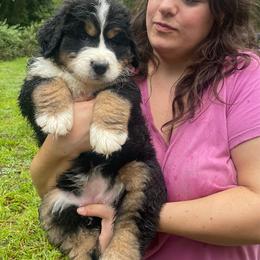 London - Black rust and white female Bernese Mountain Dog puppy in Fountain, North Carolina from Stargirl Bernese Mountain Dogs