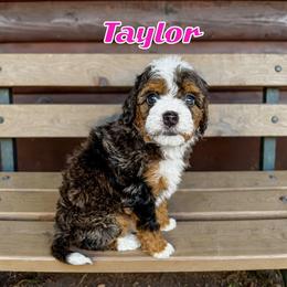 Taylor - female Golden Mountain Doodle puppy in Banner Elk, North Carolina from Walnut Tree Bernedoodles