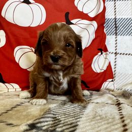 Taz - Apricot male Cavapoo puppy in Goshen, Utah from Perfect Pawzabilities