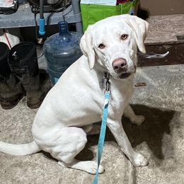 Max - Yellow male Labrador Retriever puppy in Smyrna, Delaware from Willow run farm’s Labrador Retrievers